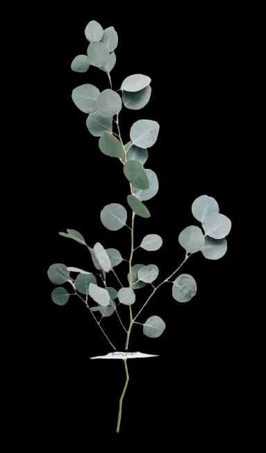 Decorative leaf pattern